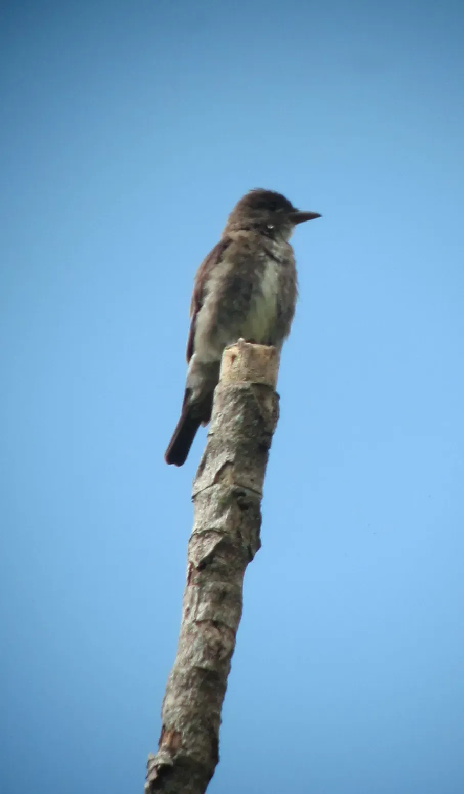 File:Contopus cooperi Pibí boreal Olive-sided Flycatcher (8170898796).jpg