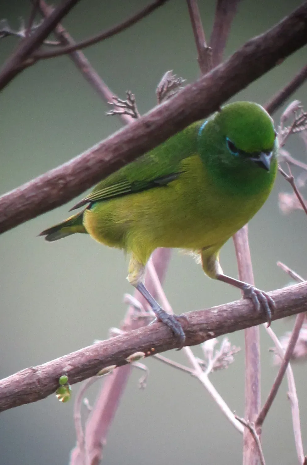 File:Chlorophonia cyanea Clorofonia verdiazul Blue-naped Chlorophonia (8170847931).jpg