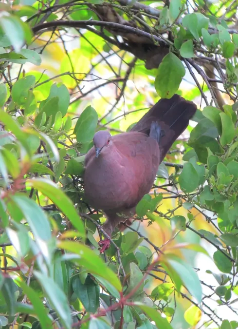 File:Patagioenas subvinacea Paloma colorada Ruddy Pigeon (8170790155).jpg