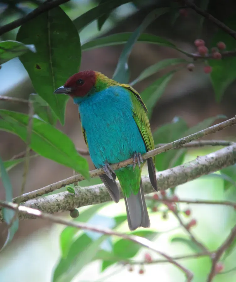 File:Tangara gyrola Tángara cabecirrufa Bay-headed Tanager (8170793716).jpg