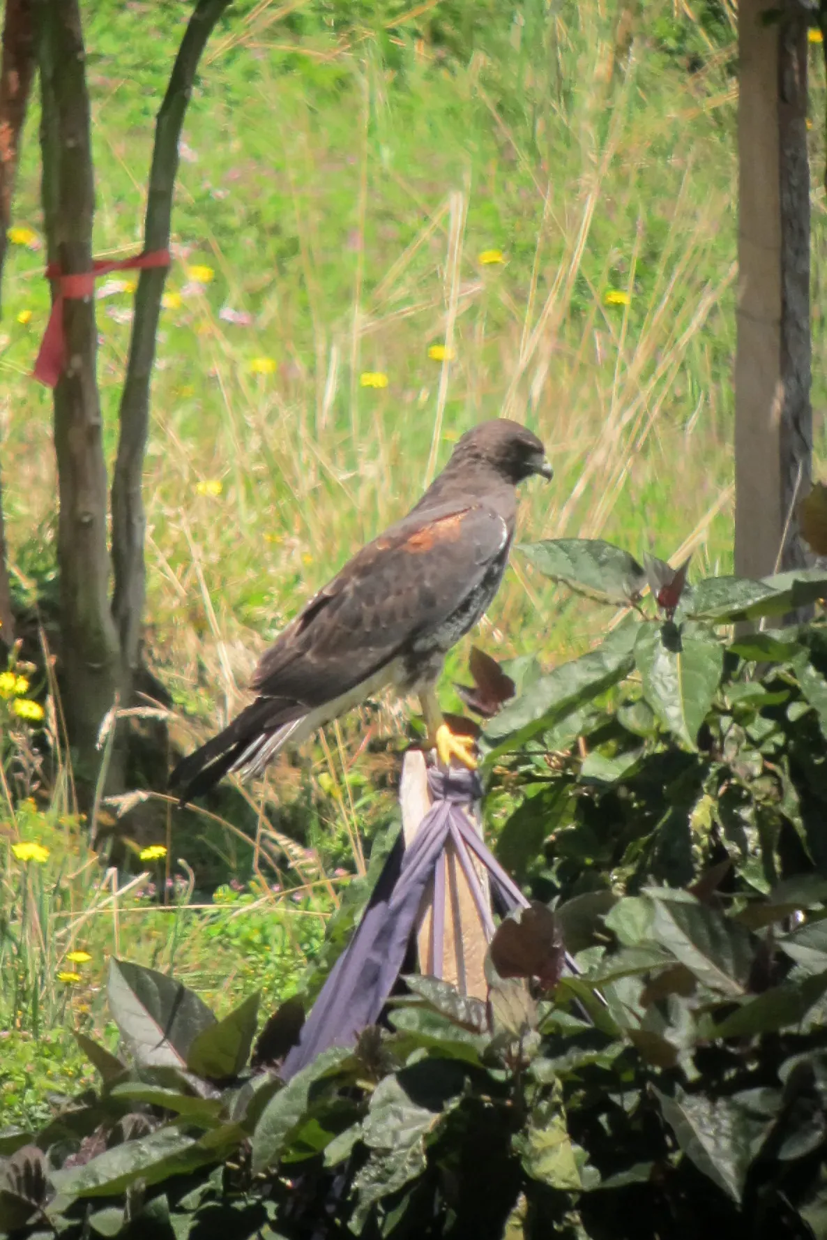 File:Geranoaetus albicaudatus Gavilán coliblanco White-tailed Hawk (8145867911).jpg