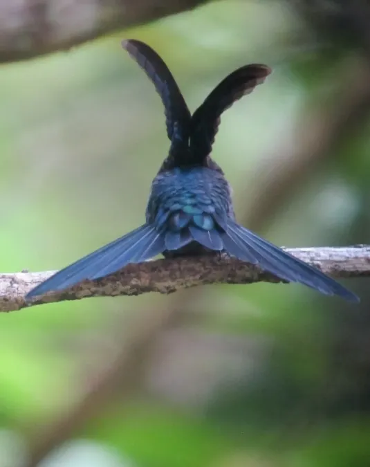 File:Thalurania colombica Ninfa coroniazul Crowned Woodnymph (8128178671).jpg