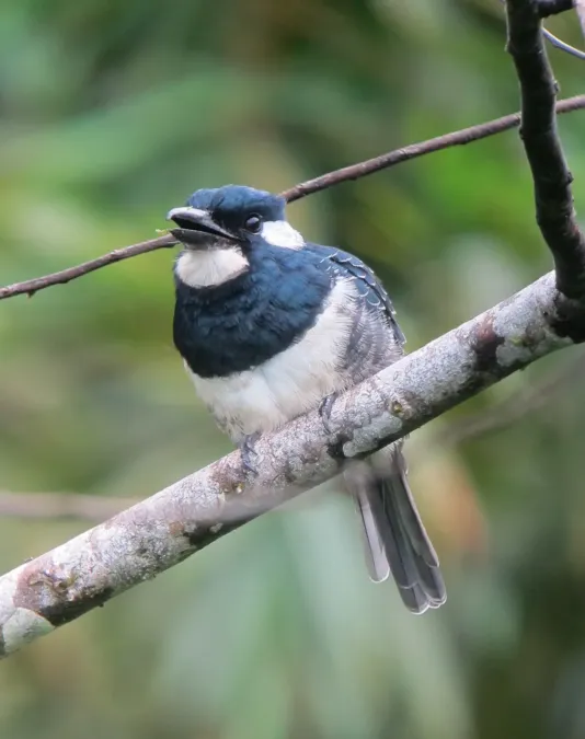 File:Notharchus pectoralis Bobo pechinegro Black-breasted Puffbird (8128166973).jpg