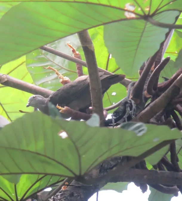 File:Patagioenas plumbea Paloma plomiza Plumbeous Pigeon (8128087159).jpg