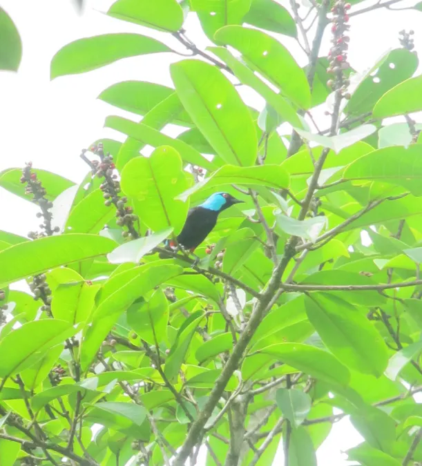 File:Dacnis venusta Dacnis negriazul Scarlet-thighed Dacnis (male) (8120438100).jpg