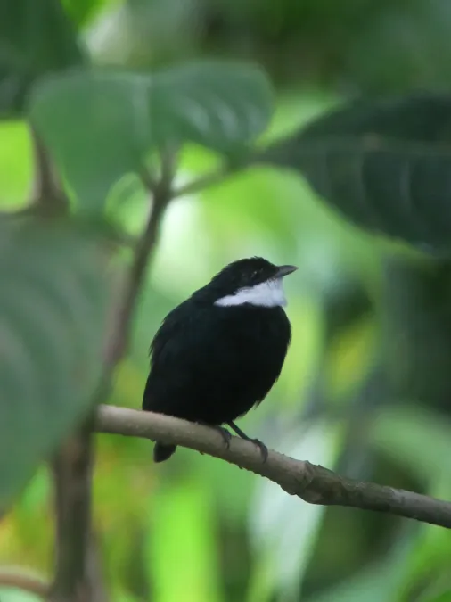 File:Corapipo altera Saltarín occidental White-ruffed Manakin (male) (8119447135).jpg
