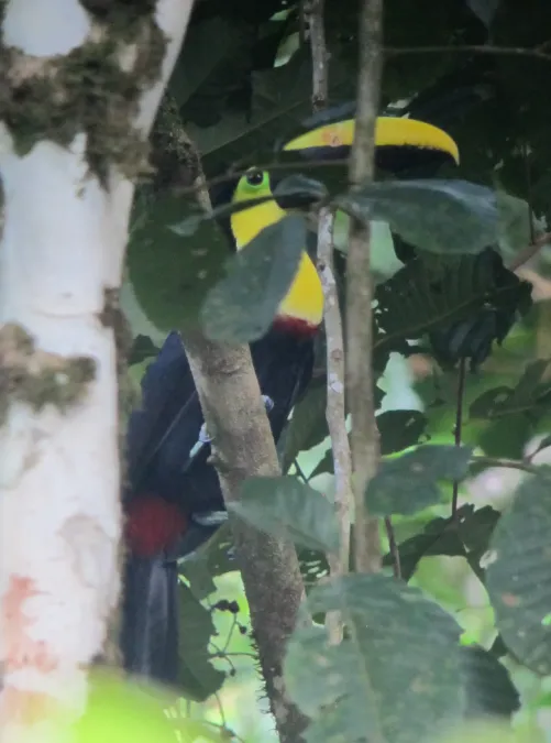 File:Ramphastos brevis Tucán del Pacífico Choco Toucan (8117255994).jpg