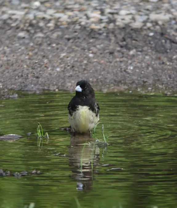 File:Sporophila nigricollis Espiguero capuchino Yellow-bellied Seedeater (7146032869).jpg