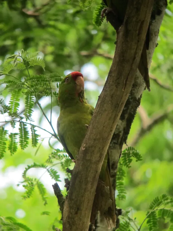 File:Psittacara wagleri Perico frentirrojo Scarlet-fronted Parakeet (7091333067).jpg