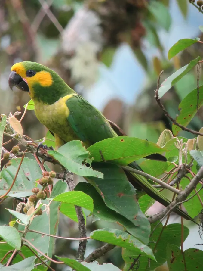 File:Ognorhynchus icterotis Loro orejiamarillo Yellow-eared Parrot (6944432584).jpg