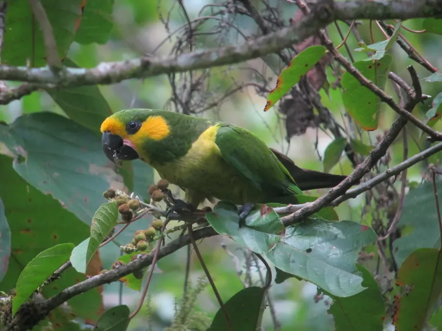 File:Ognorhynchus icterotis Loro orejiamarillo Yellow-eared Parrot (7090503051).jpg