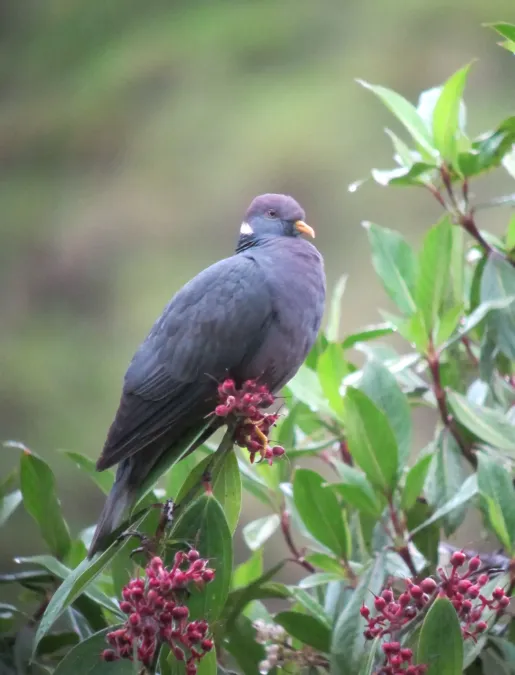 File:Patagioenas fasciata Paloma collareja Band-tailed Pigeon (7077937861).jpg