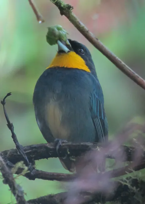 File:Iridosornis porphyrocephalus Musguerito gargantilla Purplish-mantled Tanager (6931785334).jpg