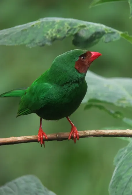File:Chlorornis riefferii Clorornis patirrojo Grass-green Tanager (6931661970).jpg
