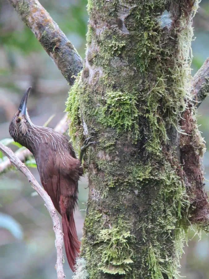 File:Xiphocolaptes promeropirhynchus Trepatroncos gigante Strong-billed Woodcreeper (6928529510).jpg