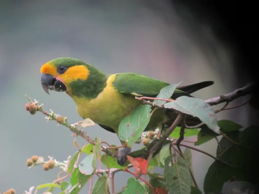 File:Ognorhynchus icterotis Loro orejiamarillo Yellow-eared Parrot (7074578503).jpg