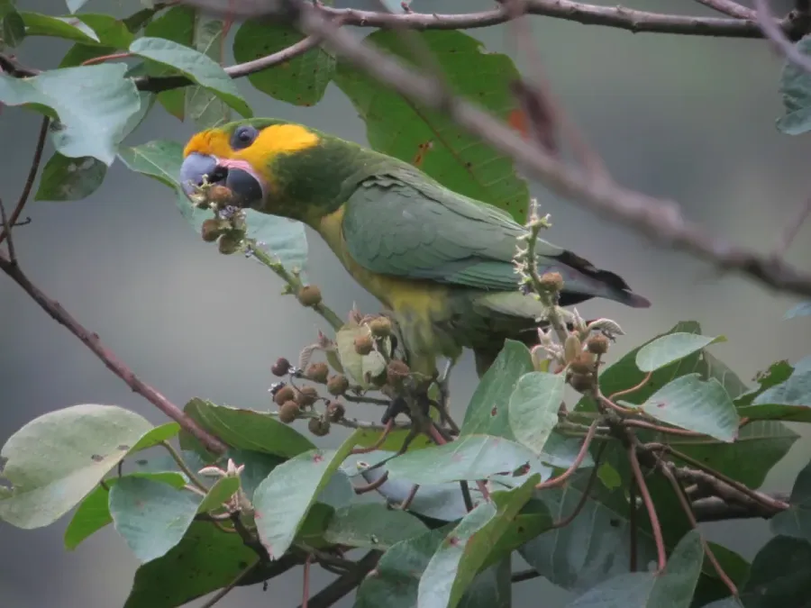 File:Ognorhynchus icterotis Yellow-eared Parrot (6928436872).jpg