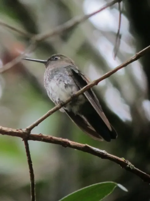 File:Haplophaedia aureliae Calzoncitos verdoso Greenish Puffleg (female) (7048003619).jpg