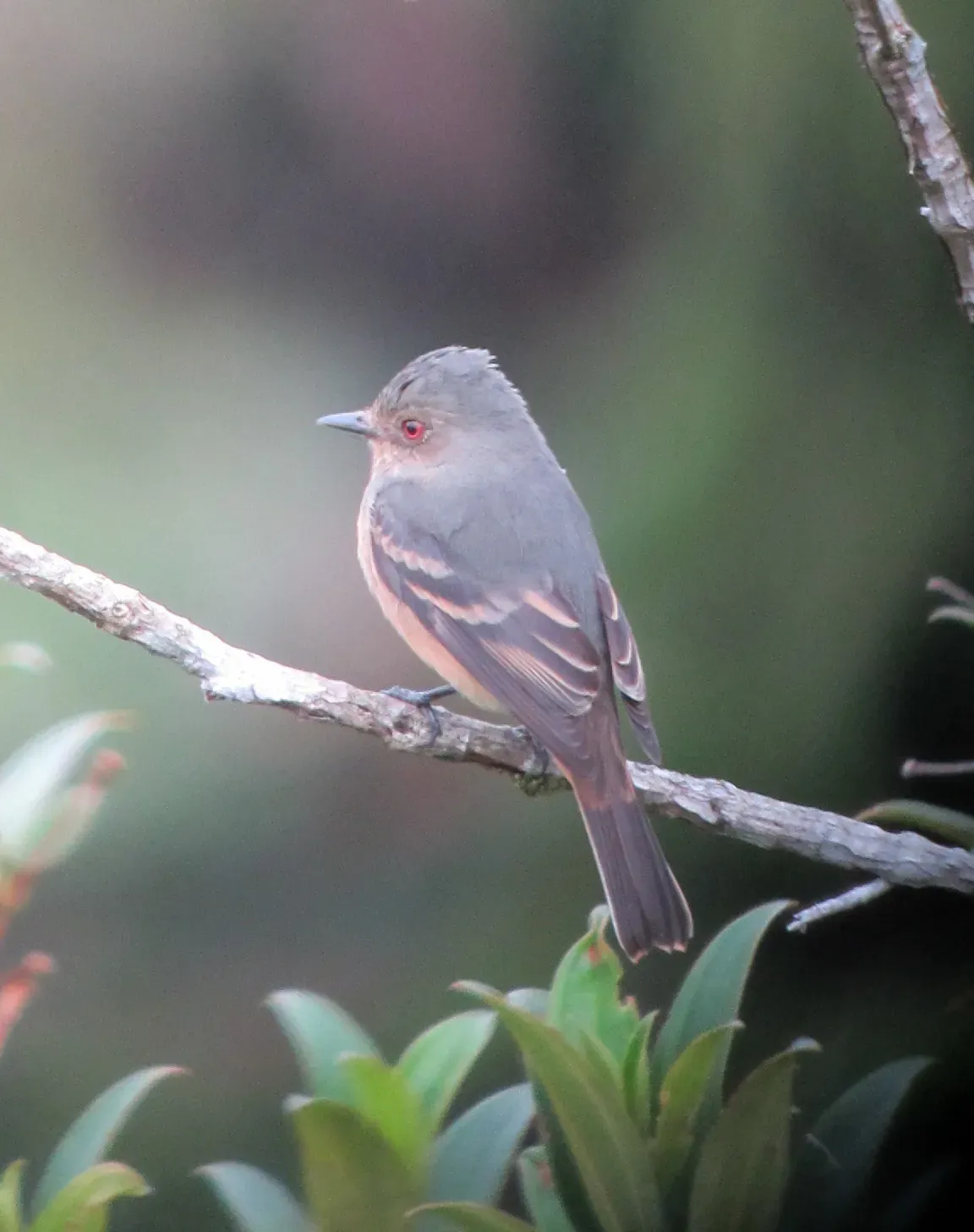 File:Knipolegus poecilurus Atrapamoscas ojirrojo Rufous-tailed Tyrant (6899883480).jpg