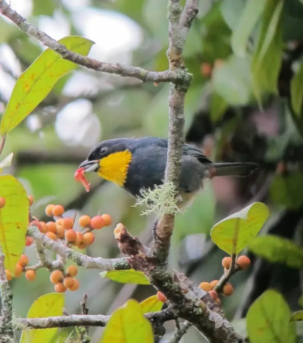 File:Iridosornis porphyrocephalus Musguerito gargantilla Purplish-mantled Tanager (7045870057).jpg
