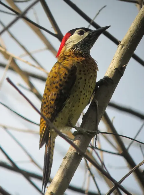 File:Colaptes punctigula Carpintero pechipunteado Spot-breasted Woodpecker (female) (6883705792).jpg