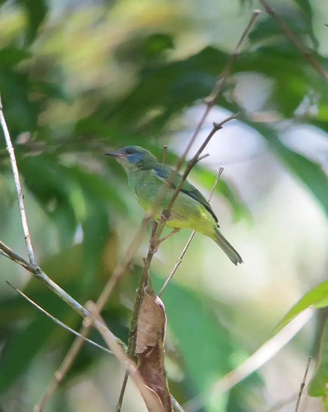 File:Dacnis cayana Dacnis azul Blue Dacnis (female) (7025283369).jpg