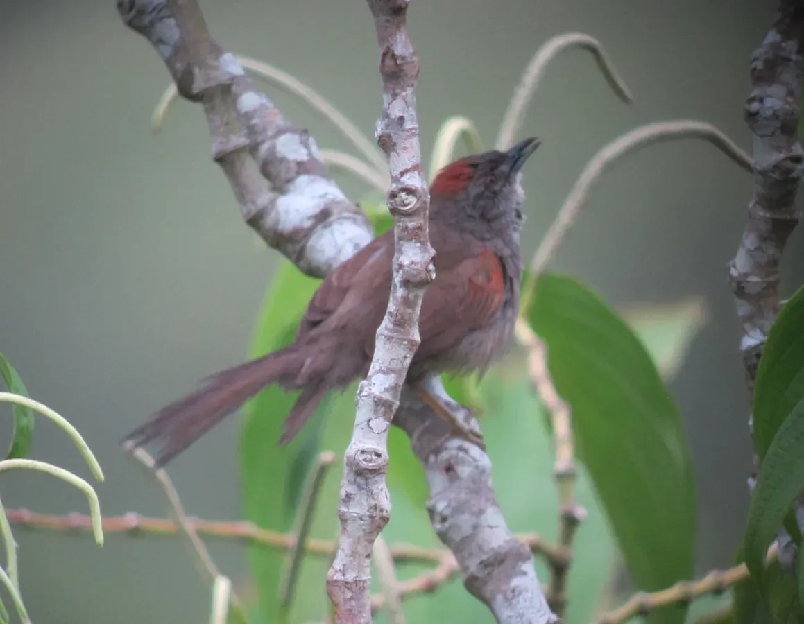 File:Synallaxis albescens Chamicero pálido Pale-breasted Spinetail (6879124264).jpg