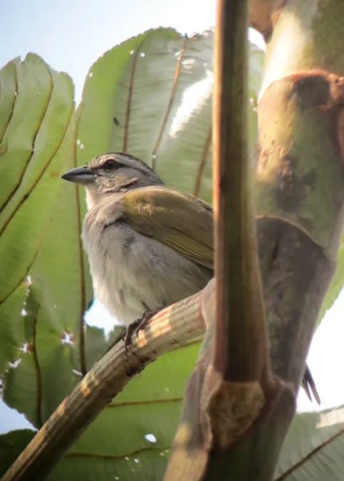 File:Arremonops conirostris Pinzón conirrostro Black-striped Sparrow (7025188623).jpg