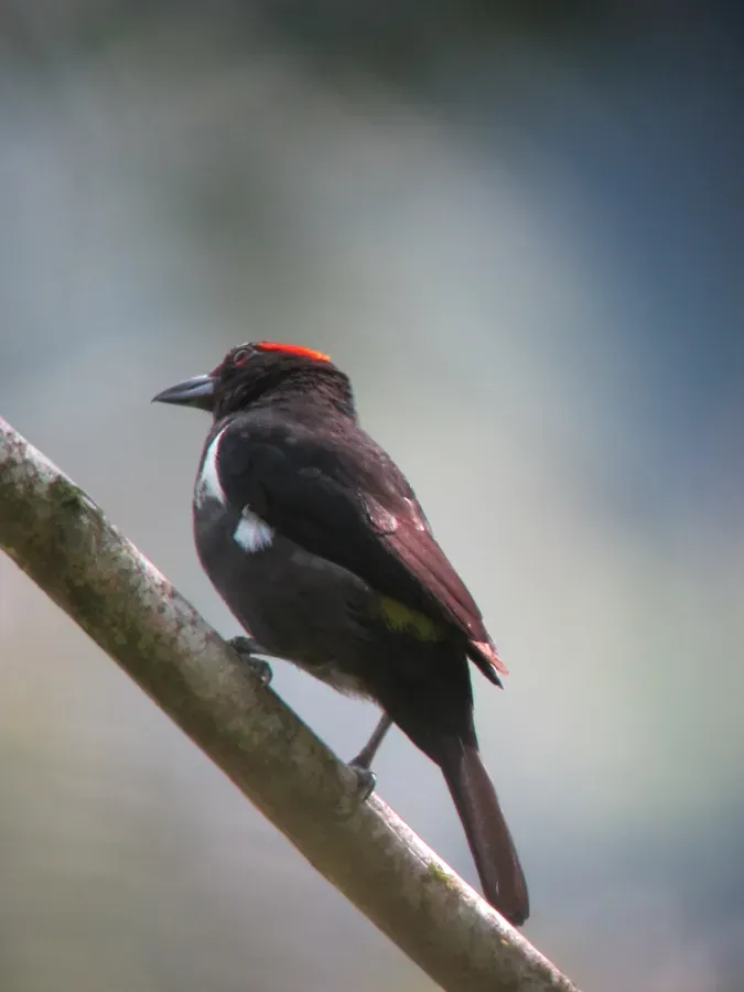File:Heterospingus xanthopygius Chambergo cejirrojo Scarlet-browed Tanager (6846831196).jpg