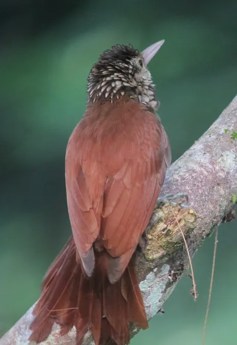 File:Dendroplex picus Straight-billed Woodcreeper (6992829037).jpg