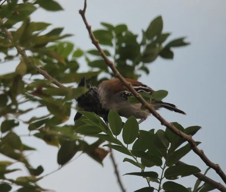 File:Sakesphorus canadensis Batará copetón Black-crested Antshrike (male) (6846622830).jpg