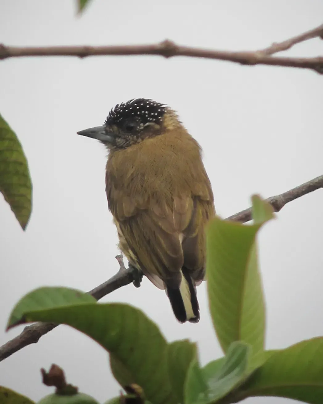 File:Picumnus olivaceus Carpintero oliváceo Olivaceus Piculet (6843595142).jpg