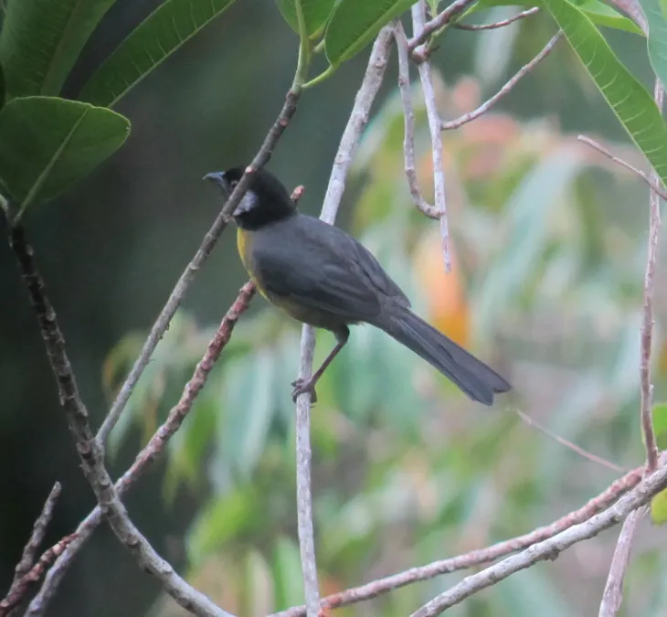 File:Atlapetes melanocephalus Gorrión montés de Santa Marta Santa Marta Brush-Finch (6842134898).jpg