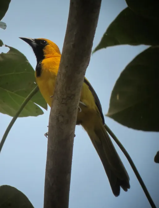 File:Icterus mesomelas Turpial coliamarillo Yellow-tailed Oriole (6988451249).jpg