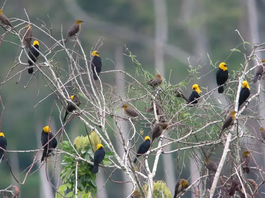 File:Chrysomus icterocephalus Monjita cabeciamarilla Yellow-hooded Blackbird (6988210577).jpg
