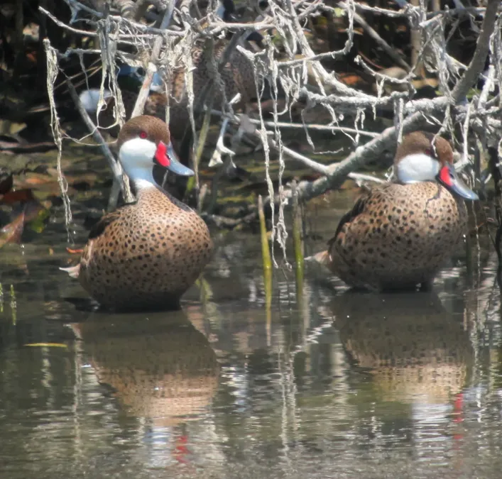 File:Anas bahamensis Pato cariblanco White-Cheeked Pintail (6841773214).jpg