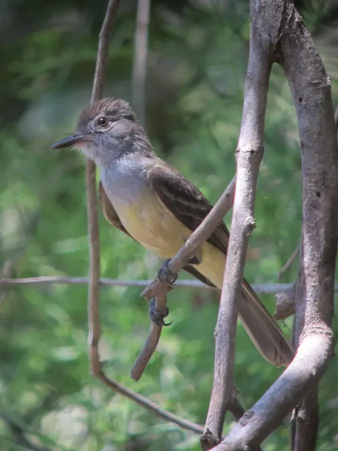 File:Myiarchus panamensis Atrapamoscas panamense Panama Flycatcher (6841721768).jpg