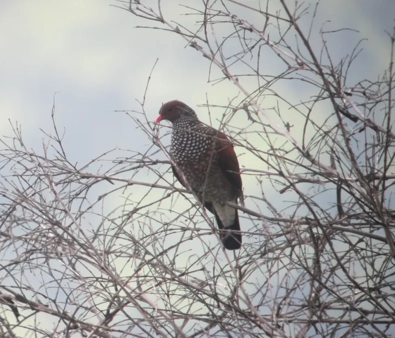 File:Patagioenas speciosa Paloma escamada Scaled Pigeon (6987779797).jpg