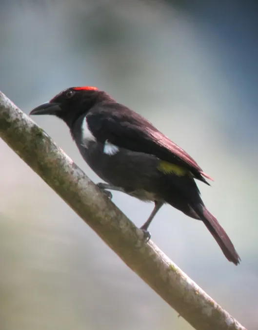 File:Heterospingus xanthopygius Chambergo cejirrojo Scarlet-browed Tanager (6987046391).jpg