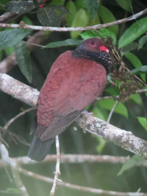 File:Patagioenas speciosa Paloma escamada Scaled Pigeon (6824727640).jpg