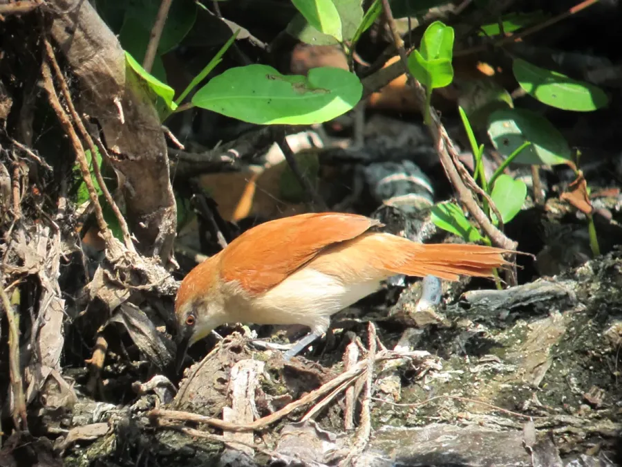 File:Certhiaxis cinnamomeus Chamicero barbiamarillo Yellow-chinned Spinetail (6819409618).jpg