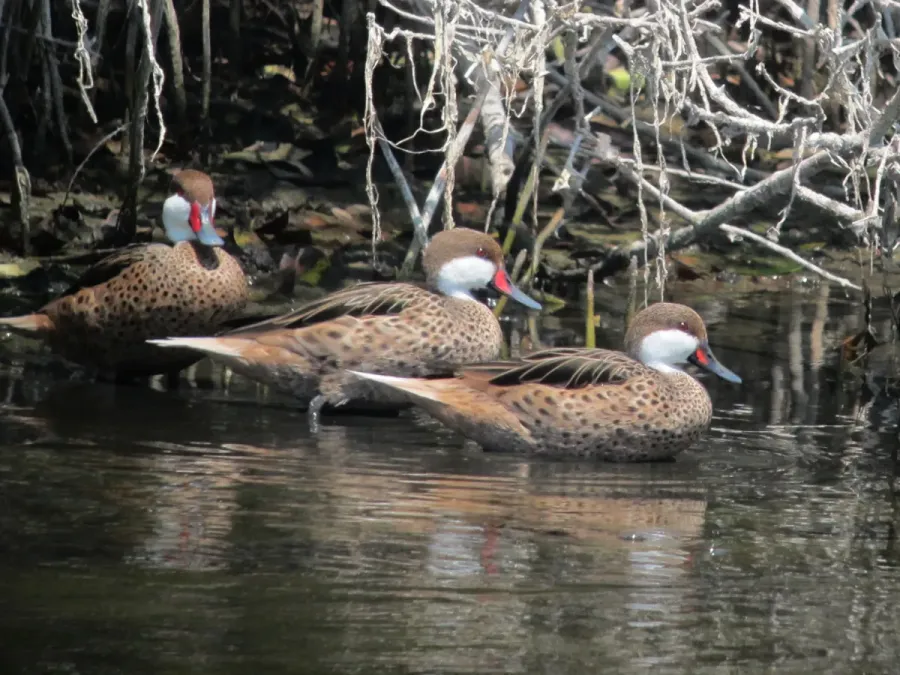 File:Anas bahamensis Pato cariblanco White-Cheeked Pintail (6965528575).jpg