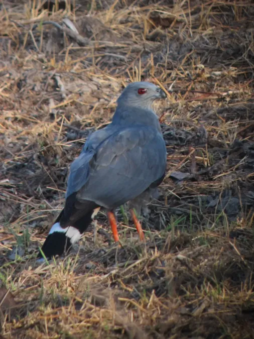 File:Geranospiza caerulescens Aguililla zancona Crane Hawk (6816873252).jpg
