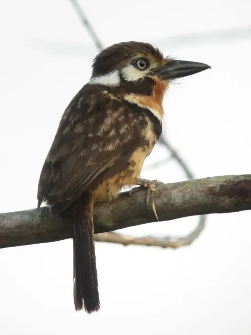 File:Hypnelus ruficollis Bobo punteado Russet-throated Puffbird (6816871702).jpg