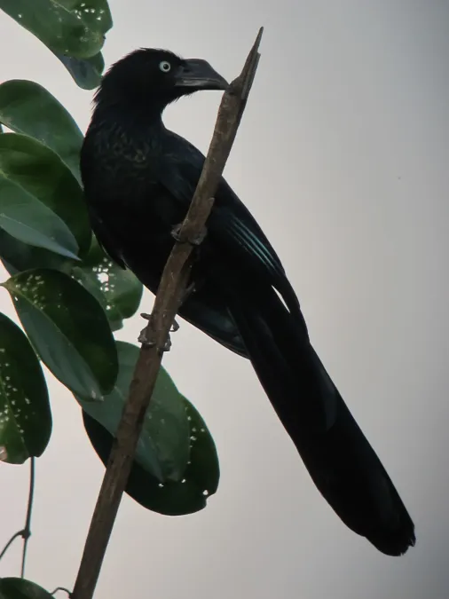 File:Crotophaga major Garrapatero grande Greater Ani (6962991631).jpg