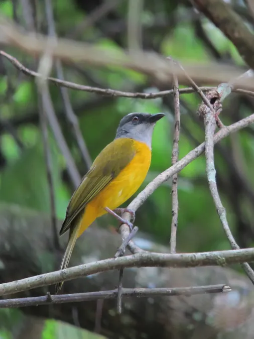 File:Eucometis penicillata Guicha hormiguera Grey-headed Tanager (6962990959).jpg