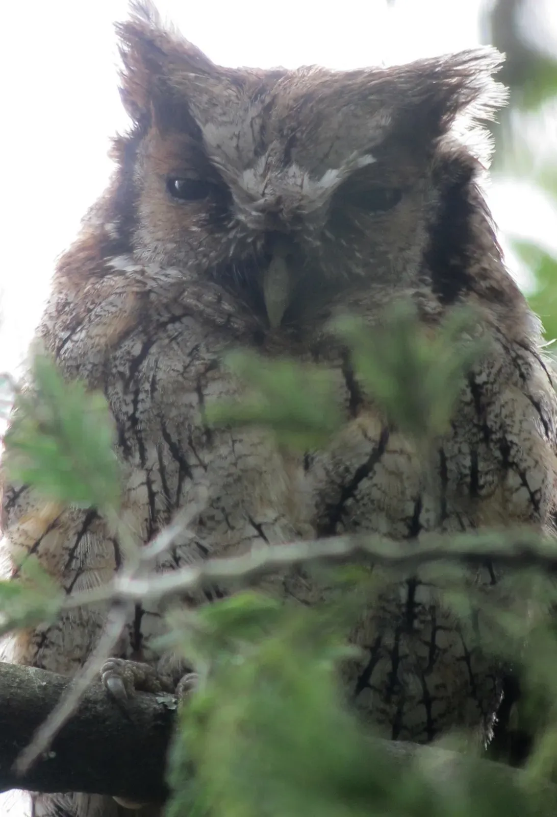 File:Megascops choliba Currucutú Tropical Screech-Owl (6947806289).jpg