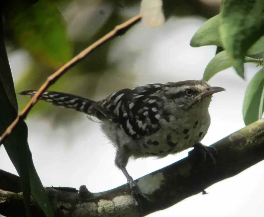 File:Campylorhynchus nuchalis Cucarachero blanquinegro Stripe-backed Wren (6790153046).jpg