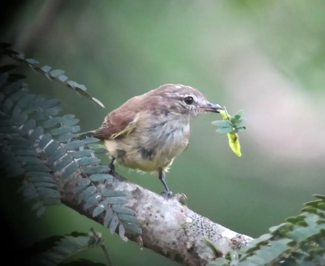 File:Myiopagis viridicata Elaenia verdosa Greenish Elaenia (6934804017).jpg