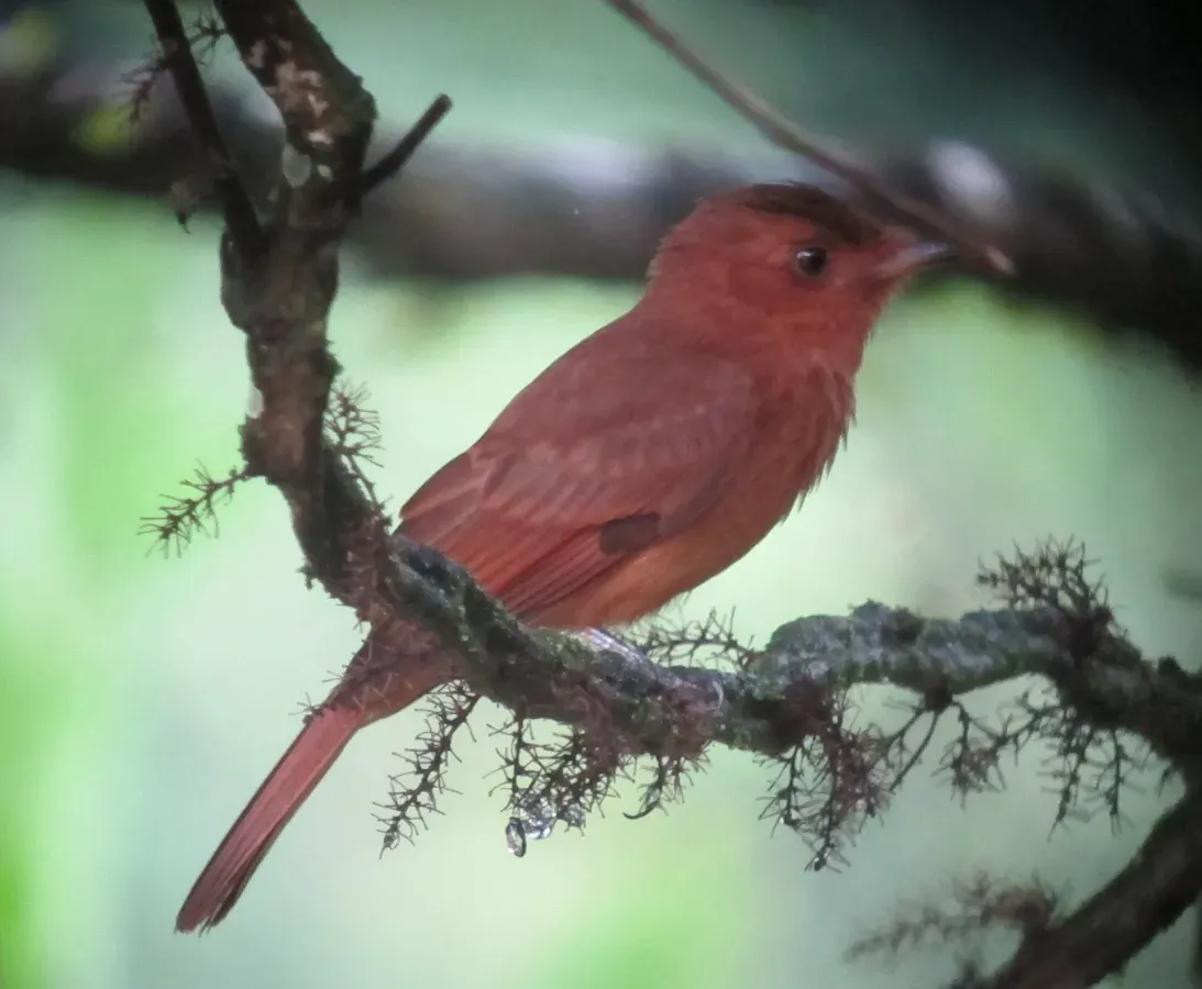 File:Rhytipterna holerythra Plañidera rufa Rufous Mourner (6931636631).jpg